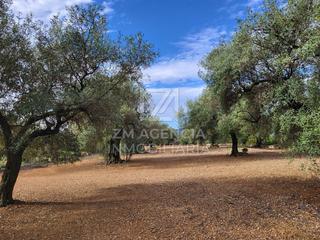 Masia a Traiguera. Finca rustica en venta en traiguera