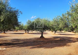 Masia a Rossell. Finca rustica en venta en termino municipal de rossell