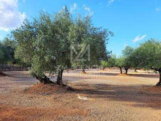 Masia a Ulldecona. Finca rustica en venta en ulldecona