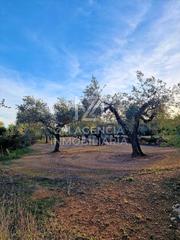 Masia a Ulldecona. Finca rustica de olivos en ulldecona