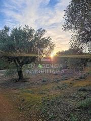 Masia a Ulldecona. Finca rustica de olivos en ulldecona