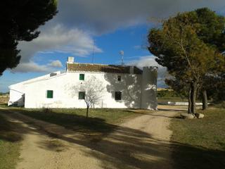 Rural plot in Yecla. 321 has. olivar-almendros-viña-tierra calma-coto caza