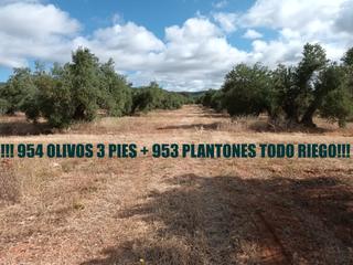 Finca rústica a Úbeda. 954 olivos 3 pies + 953 plantones riego