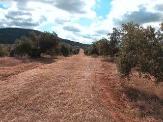 Rural plot in Úbeda. 954 olivos 3 pies + 953 plantones riego