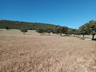 Finca rústica a Fernancaballero. Finca 319 has. cereal-olivos-caza