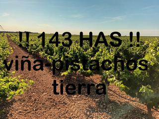 Finca rústica a Centro - Plaza Mayor. Finca 143 has, (viña-pistachos-tierra calma)