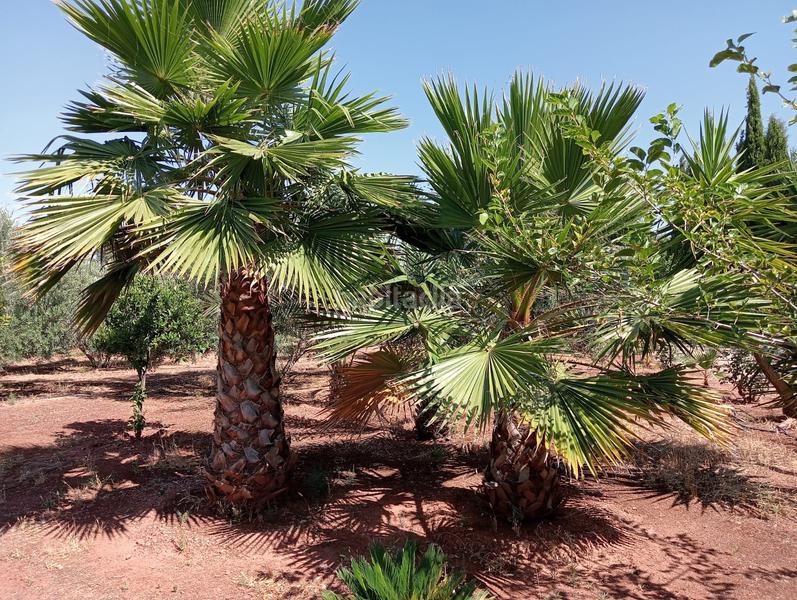 Foto b31e567e-aa69-46e2-a1a3-a5242ac54d8f. Propriété dans Guarromán