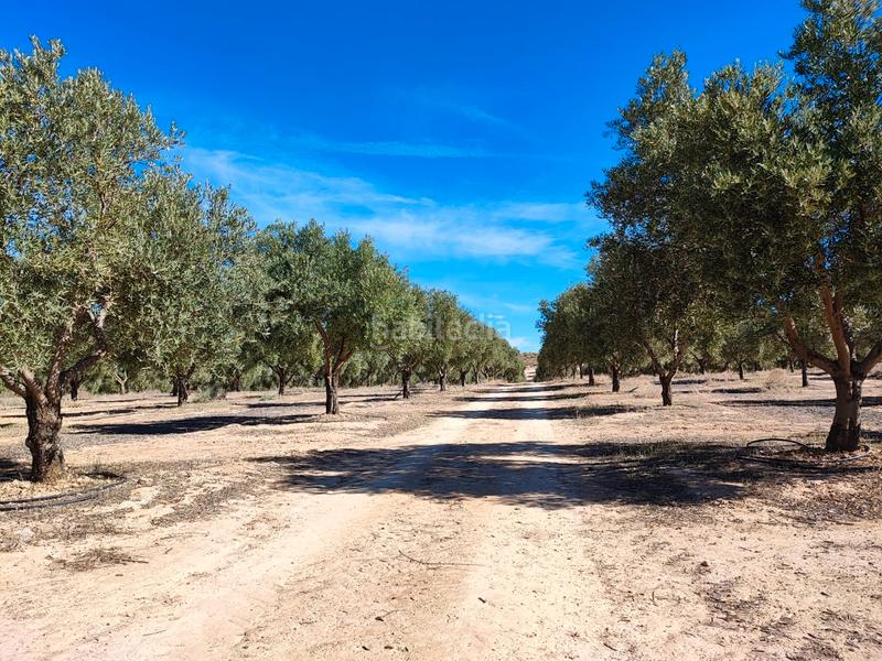 Foto fdafaf64-e2f6-4711-a3a8-6737a0e0b561. Finca rústica finca 75 has.&gt; recreo-olivar-almendros-caza en Granada