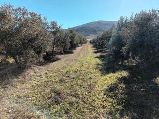 Finca rústica en Villapalacios. 8.000  olivos 1 y 2 pies con riego