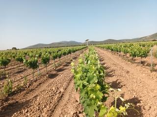 Finca rústica a Fuente el Fresno. Finca 19 has. viña-tierra-pistachos-riego