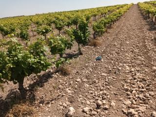 Finca rústica a Villarrubia de los Ojos. 4,2 has. viña de riego
