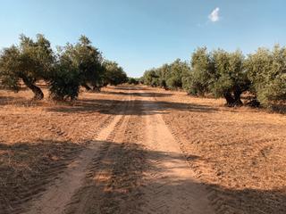 Finca rústica a Santisteban del Puerto