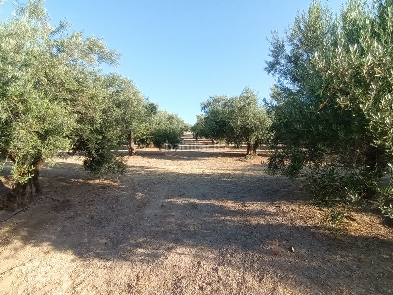 Foto 092fbf86-6df3-400c-bd31-9e1b849d88e8. Finca rústica a Villacarrillo