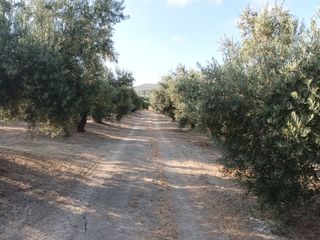 Fondo rustico in Villacarrillo. 5.200 - olivos 2 pies riego