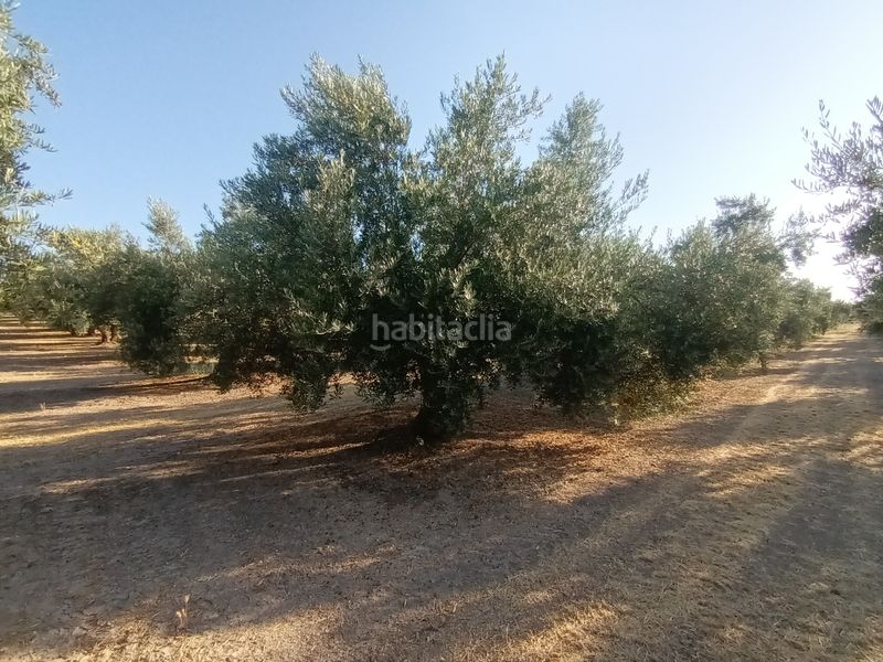 Foto b37e7ae8-d9a6-4345-a045-fbf53505a13c. Finca rústica a Villacarrillo
