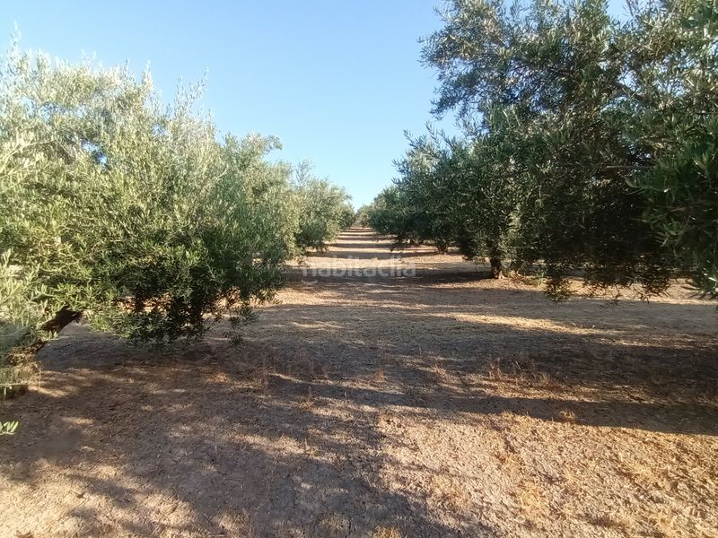 Foto f8fc60b9-9c02-4ee3-bc0a-00e1618bd49f. Finca rústica a Villacarrillo