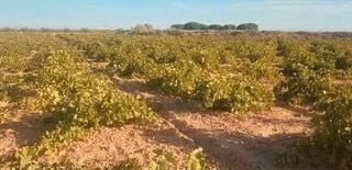 Finca rústica a Tomelloso. 8,5 has viña y tierra