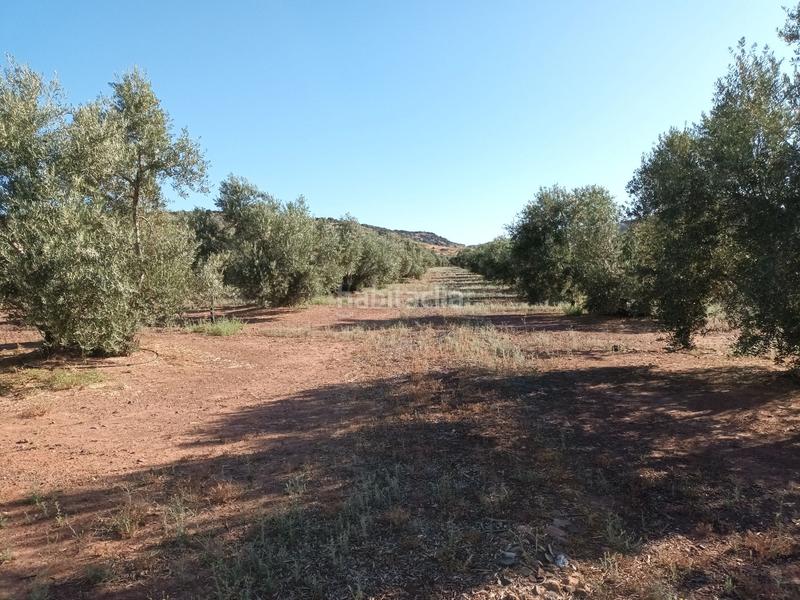 Foto 1499a99c-c70a-421e-81c3-0667be734dd8. Finca rústica 800&gt;&gt; olivos riego en termino en Vilches