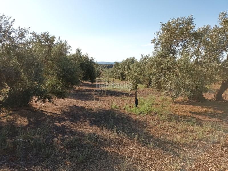 Foto 57ccb93e-6cea-4b1c-bfd5-1c58261701c4. Finca rústica 800&gt;&gt; olivos riego en termino en Vilches