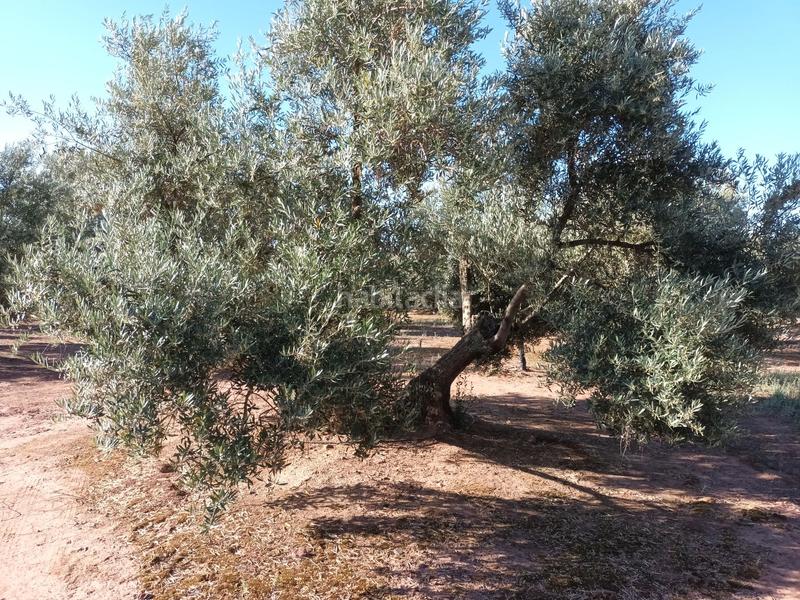 Foto 58b73600-581b-4bf4-80a2-729ad09ddbd2. Finca rústica 800&gt;&gt; olivos riego en termino en Vilches