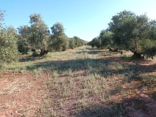 Finca rústica a Vilches. 800&gt;&gt; olivos riego en termino de vilches