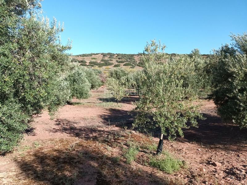 Foto bd905ae1-6ab9-4719-9f95-16a84f5aa9ee. Finca rústica 800&gt;&gt; olivos riego en termino en Vilches