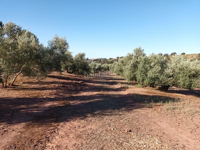 Foto ed7d718b-8eff-4f34-911e-2ec60c859e41. Finca rústica 800&gt;&gt; olivos riego en termino en Vilches
