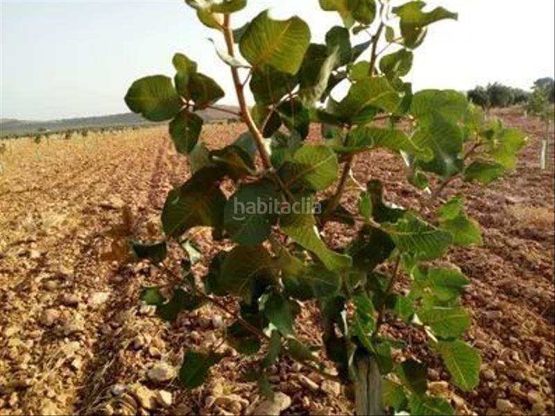 Foto 43f067b4-847a-42cb-b339-f3a2797a853f. Propriété dans Torrenueva