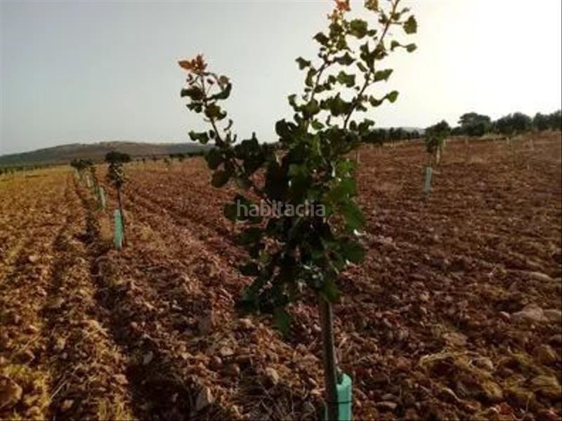 Foto 9aa2ba56-b77e-4137-bdb3-19d9e78818c3. Propriété dans Torrenueva