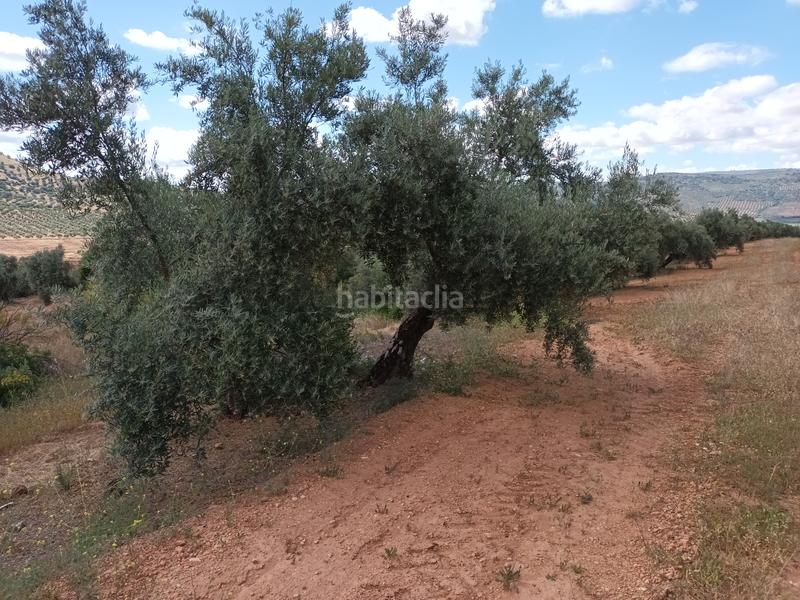 Foto ecf4ccc2-ae7b-4a00-bcd0-66325513d811. Finca rústica en calle canalejas 27 vendemos su finca rustica !! en Linares