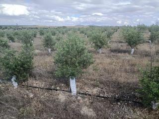 Finca rústica a Mascaraque. Se vende finca con olivas picual