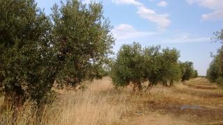 Finca rústica a Mora. Ocasión de olivar