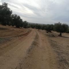 Propriété à Mascaraque. Oferta de olivar