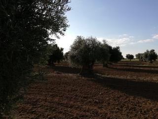 Propriété à Almonacid de Toledo. Oferta de olivar