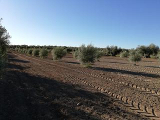 Propriété à Almonacid de Toledo. Oferta de olivar nuevo