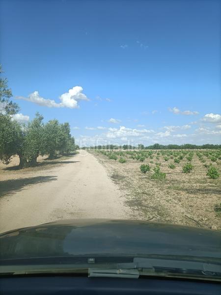 Foto 69b96df3-e6d5-4bbb-9ab6-cc9dea7f6cc2. Finca rústica a Almonacid de Toledo