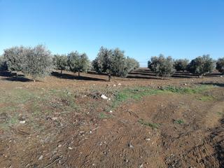 Finca rústica a Villaminaya. Oferta de finca rustica con olivos