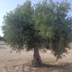 Finca rústica a Villaminaya. Oferta de olivar
