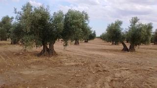 Finca rústica a Villaminaya. Oferta de finca