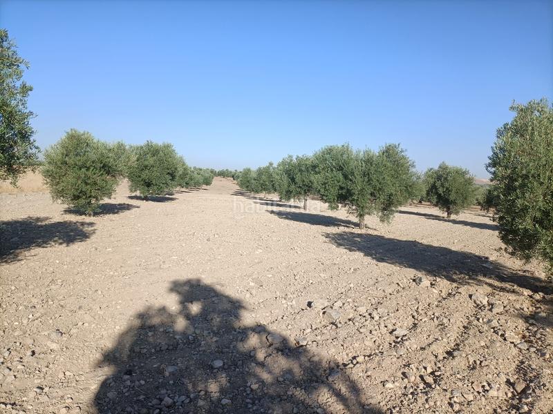 Foto b20fc21d-31a3-4dc4-b2f0-7d7d3ad5c65b. Finca rústica finca rustica de 14 hectareas en Orgaz