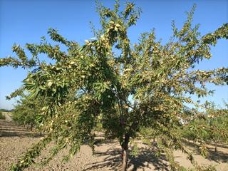 Finca rústica a Orgaz. Finca con 150 almendros mas cuba de riego