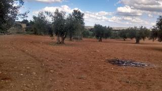 Finca rústica a Nambroca. Oferta de olivar