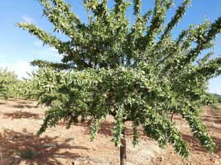 Finca rústica a Nambroca. Oferta de finca rustica con almendros y con agua pozo declarado
