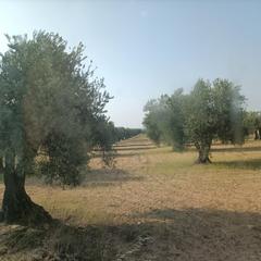 Finca rústica a Calle mascaraque 10. Se vende olivar de 120 olivas zona de las arenas