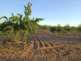 Landgut  Calle toledo. Se vende 1650 almendros