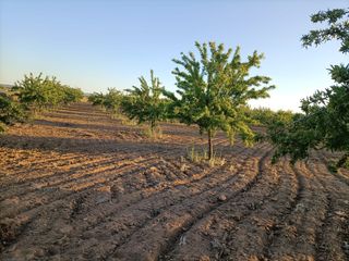 Finca rústica  Calle toledo. Se vende 1650 almendros