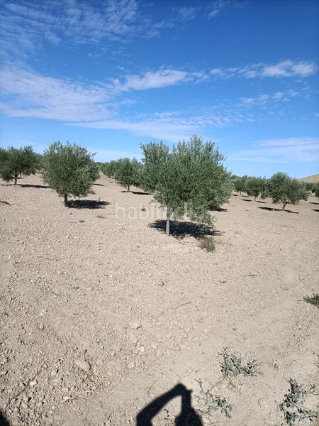 Foto ffbe88b1-b316-433f-8474-d7848fcdc3dc. Finca rústica a Almonacid de Toledo