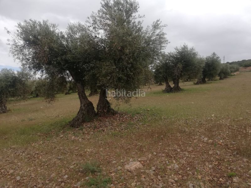 Foto 0fe083d5-8d88-4560-afd4-32956b05a14b. Finca rústica a plaza curato 2 a Mascaraque