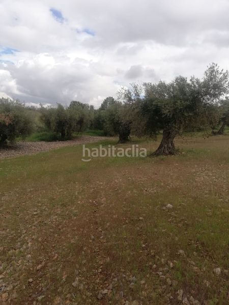 Foto 4434c19d-bf42-460f-8373-40050265a3cd. Finca rústica a plaza curato 2 a Mascaraque
