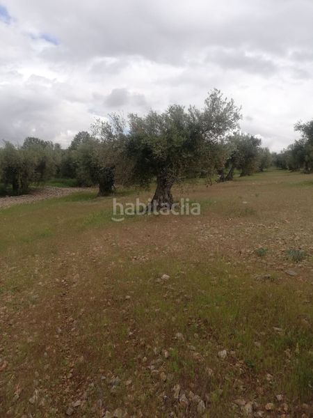 Foto 5eb6be3b-1067-41f5-a8ff-9667de6792e0. Finca rústica a plaza curato 2 a Mascaraque
